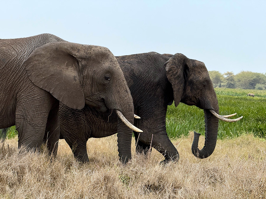 elephant pair in brush