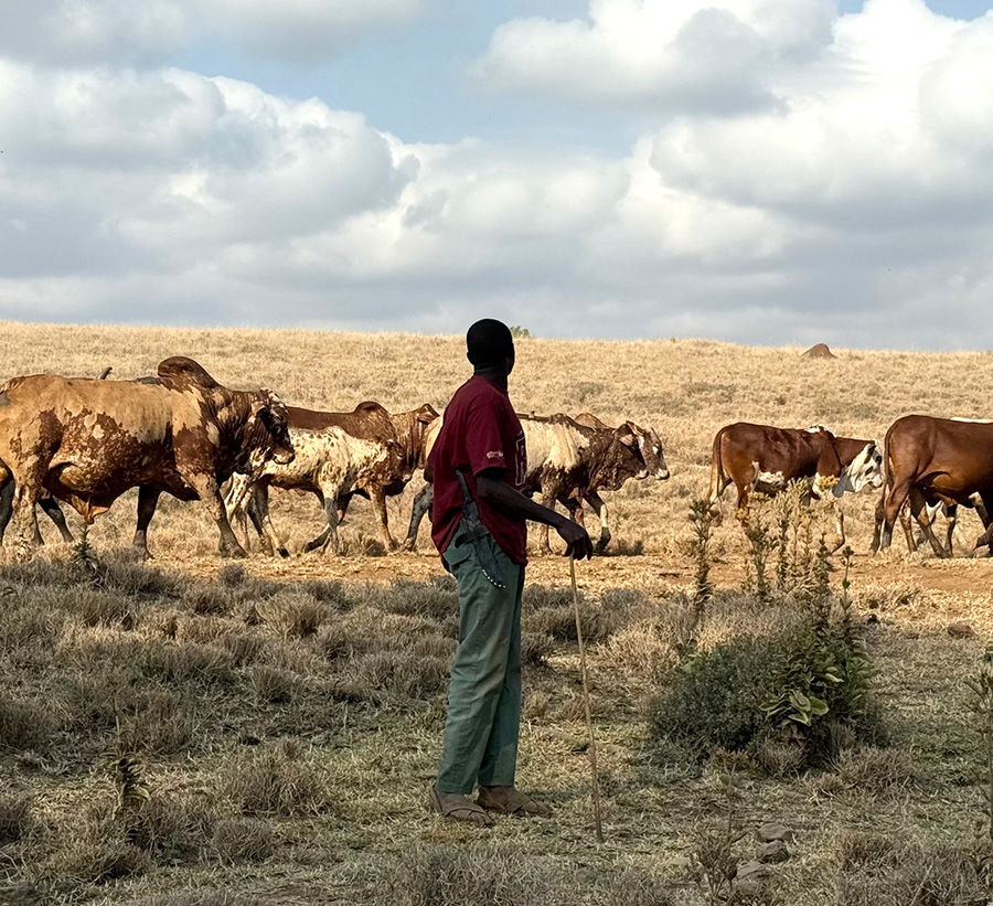 young man watching cattle
